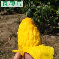 【停售】 海南貴妃芒當(dāng)季新鮮水果芒果貴妃芒5/9斤包郵 一件代發(fā)