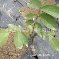 湖南果樹苗嫁接大殼薄核桃樹果苗9818核桃苗指捏即破果樹苗批發(fā)