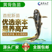 雜交黃骨魚苗 瓦氏黃顙魚 黃辣丁 全雄黃骨活體魚苗批發(fā)