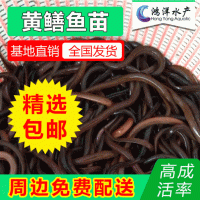 正大九號(hào)黃鱔 黃鱔魚苗 鱔魚苗 優(yōu)質(zhì)淡水養(yǎng)殖活體魚苗批發(fā)