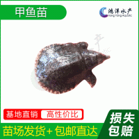 中華鱉甲魚苗優(yōu)質(zhì)水魚苗淡水養(yǎng)殖活體魚苗批發(fā)