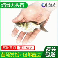 縮骨魚縮骨大頭魚苗仙骨大頭魚胖頭魚淡水養(yǎng)殖活體魚苗批發(fā)