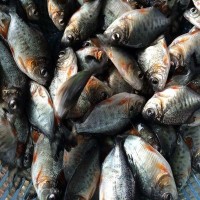 大量熱銷 淡水白鯧魚苗批發(fā) 鯧魚苗 魚類養(yǎng)殖 魚苗供應(yīng)