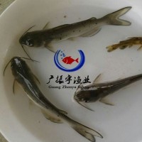 廠家直銷 叉尾魚苗斑點叉尾鮰魚苗叉尾苗3000頭起批