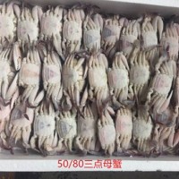 批發(fā)60g-80g冷凍野生三點蟹母蟹,三角母,蟹肉飽滿