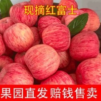 脆甜蘋(píng)果冰糖心紅富士蘋(píng)果10斤丑蘋(píng)果富士應(yīng)季新鮮水果批發(fā)紅富士