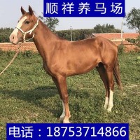 公司開業(yè)慶典用馬白馬純血馬汗血馬伊犁馬阿拉伯馬租賃半血馬養(yǎng)殖