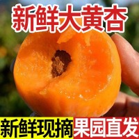 陜西大黃杏子應(yīng)季新鮮現(xiàn)摘孕婦水果3/5斤整箱批發(fā)紅杏酸杏甜杏子