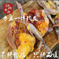 蘇北散養(yǎng)土雞蘇北農(nóng)村農(nóng)家一年以上老母雞放養(yǎng)草雞新鮮宰殺順豐