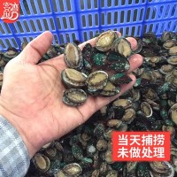 廠家批發(fā)活凍小鮑魚網(wǎng)紅麻辣小海鮮 餐飲佛跳墻食材 社區(qū)團(tuán)購(gòu)代發(fā)