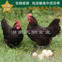 廠家供應(yīng) 土雞苗 正宗原生態(tài) 散養(yǎng)土雞苗 草雞苗 全國發(fā)貨