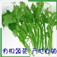 批發(fā)絲瓜尖 蔬菜 綠色食品 絲瓜藤