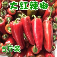 新鮮蔬菜大紅辣椒紅皮辣椒大紅燈籠椒非青椒線椒5斤代發(fā)批發(fā)