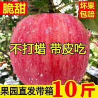 新鮮寒富紅富士蘋果水果脆甜當(dāng)季水果生鮮大果整箱產(chǎn)地直發(fā)