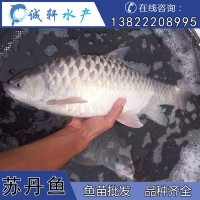 馬來(lái)西亞國(guó)寶魚 蘇丹魚 皇帝魚 忘不了魚 魚苗供應(yīng)