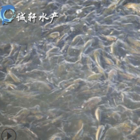 優(yōu)質(zhì)青魚(yú)苗 螺絲青魚(yú) 黑鯇魚(yú)苗 黑草魚(yú) 網(wǎng)箱養(yǎng)殖 人工養(yǎng)殖