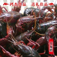 興化農家 養(yǎng)殖清水小龍蝦鮮活批發(fā) 4/5/6錢白鰓肉質飽滿干凈