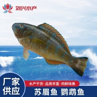 供應(yīng)海鮮蘇眉魚小蘇眉青衣 鸚鵡魚 500g批發(fā)