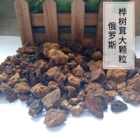 俄羅斯西伯利亞白樺茸 樺樹茸 樺褐孔菌 機(jī)打大顆粒