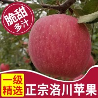 產(chǎn)地直發(fā)陜西延安洛川紅富士蘋(píng)果5斤/10斤脆甜新鮮水果一件代發(fā)