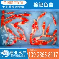 廠家批發(fā)錦鯉魚苗 淡水魚苗