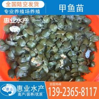 廠家批發(fā)甲魚苗 淡水魚苗