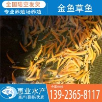 廠家批發(fā)金魚草魚 淡水魚苗