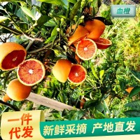 廠家供應貴州資中塔羅科玫瑰血橙 新鮮水果榨汁非中華紅橙子