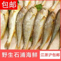 批發(fā)江浙滬包郵 寧波象山東海新鮮去頭小黃魚 冷凍生鮮深海黃花魚 5斤起批