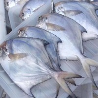 寧波象山東海新鮮白鯧魚冰凍水產(chǎn)小鯧魚 100-120規(guī)格 水產(chǎn)批發(fā)  5斤起批