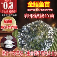 金鯧魚苗 鯧魚苗 金鯧魚孵化培育 黃特鯧魚苗 黃臘鯧魚苗 金鯧魚