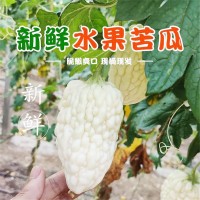 壽光產(chǎn)地蔬菜苦瓜清解蘋果水果苦瓜果實飽滿水分充足自種現(xiàn)摘批發(fā) 2件起批