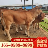 黃牛肉牛犢改良 肉牛價(jià)格怎么樣 養(yǎng)殖批發(fā)牛苗 肉牛活牛