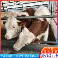 訂購(gòu)肉牛改良牛 西門(mén)塔爾牛犢 夏洛萊牛苗價(jià)格 西門(mén)塔爾牛養(yǎng)殖場(chǎng)