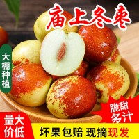 應(yīng)季現(xiàn)摘山西廟上脆甜沾化冬棗新鮮水果 脆棗青棗紅棗非陜西冬棗 10件起批