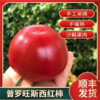 山東海陽順豐新鮮水果現(xiàn)摘現(xiàn)發(fā)沙瓤水果番茄洋柿子普羅旺斯西紅柿