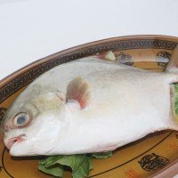 新鮮金鯧魚(yú)海捕鮮活鯧魚(yú)大平魚(yú)扁魚(yú)冷凍昌魚(yú)深海魚(yú)連云港海鮮水產(chǎn)