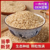 糙米500g 胚芽米 五谷雜糧 廠家批發(fā)