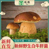 廠家直供牛肝菌散裝1000g 云南特產(chǎn)食用菌新鮮現(xiàn)摘現(xiàn)貨