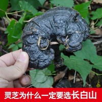 批發(fā)長白山深山黑靈芝 東北特產(chǎn) 整支靈芝500克/件 林芝切片一斤