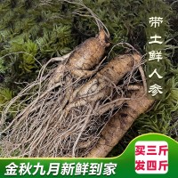 長白山人參凈重500g（3-20支） 泡酒煲湯產(chǎn)地批發(fā) 鮮人參