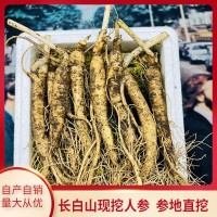 東北特產(chǎn)鮮參帶土鮮人參現(xiàn)挖現(xiàn)賣煲湯泡酒苔蘚泡沫箱包裝批發(fā)